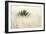 Agave II-Douglas Taylor-Framed Photographic Print