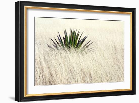 Agave II-Douglas Taylor-Framed Photographic Print