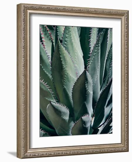 Agave II-Rachel Perry-Framed Photographic Print