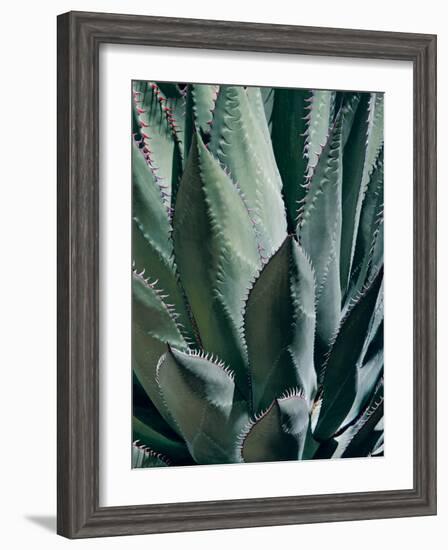 Agave II-Rachel Perry-Framed Photographic Print