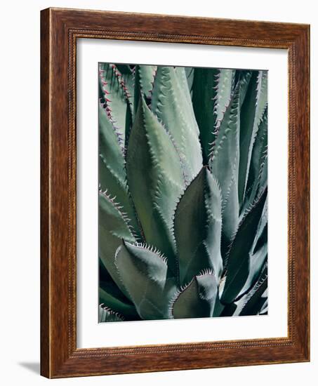 Agave II-Rachel Perry-Framed Photographic Print