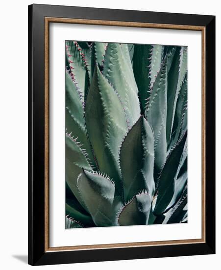 Agave II-Rachel Perry-Framed Photographic Print