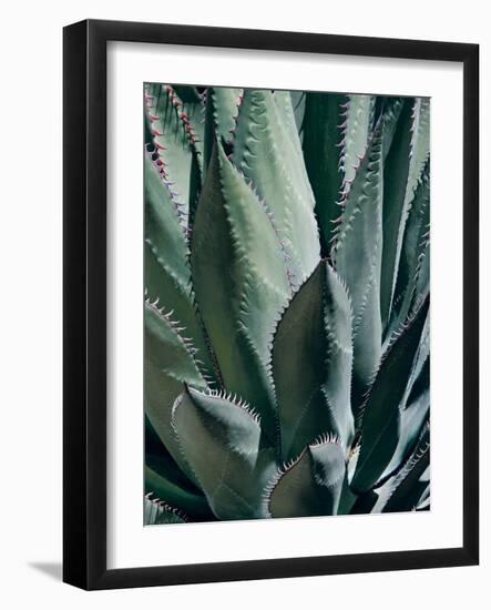 Agave II-Rachel Perry-Framed Photographic Print