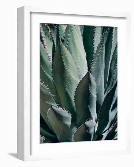 Agave II-Rachel Perry-Framed Photographic Print