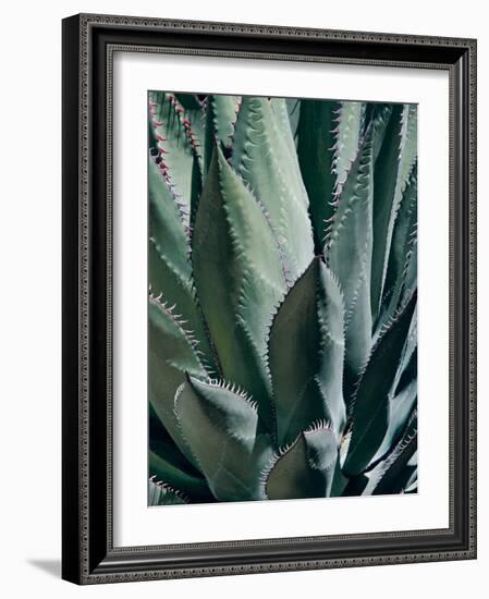 Agave II-Rachel Perry-Framed Photographic Print