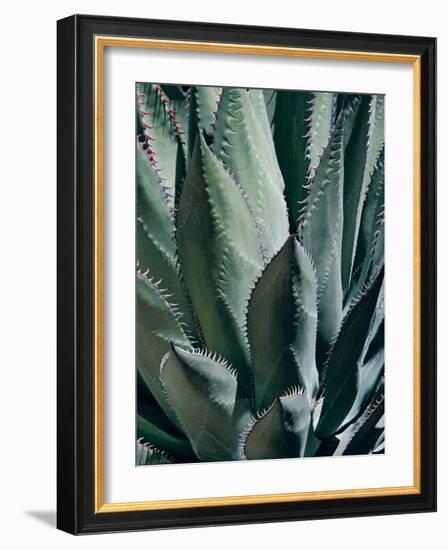 Agave II-Rachel Perry-Framed Photographic Print