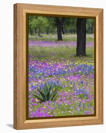 Agave in Field of Texas Blue Bonnets, Phlox and Oak Trees, Devine, Texas, USA-Darrell Gulin-Framed Premier Image Canvas