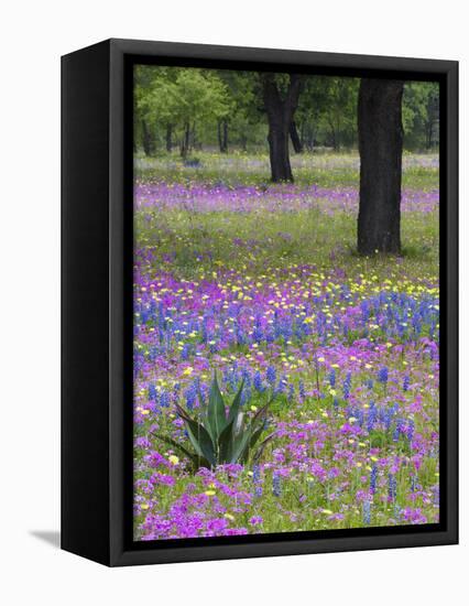 Agave in Field of Texas Blue Bonnets, Phlox and Oak Trees, Devine, Texas, USA-Darrell Gulin-Framed Premier Image Canvas