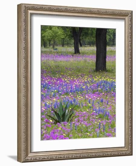 Agave in Field of Texas Blue Bonnets, Phlox and Oak Trees, Devine, Texas, USA-Darrell Gulin-Framed Photographic Print