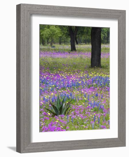 Agave in Field of Texas Blue Bonnets, Phlox and Oak Trees, Devine, Texas, USA-Darrell Gulin-Framed Photographic Print