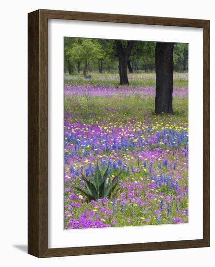 Agave in Field of Texas Blue Bonnets, Phlox and Oak Trees, Devine, Texas, USA-Darrell Gulin-Framed Photographic Print