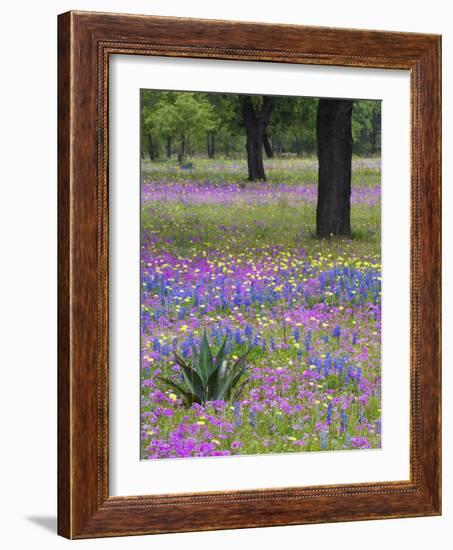 Agave in Field of Texas Blue Bonnets, Phlox and Oak Trees, Devine, Texas, USA-Darrell Gulin-Framed Photographic Print