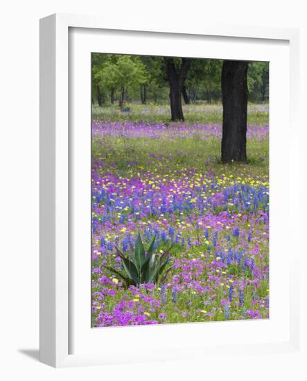 Agave in Field of Texas Blue Bonnets, Phlox and Oak Trees, Devine, Texas, USA-Darrell Gulin-Framed Photographic Print