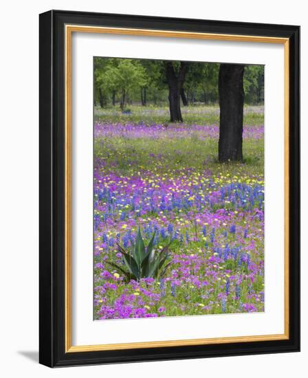 Agave in Field of Texas Blue Bonnets, Phlox and Oak Trees, Devine, Texas, USA-Darrell Gulin-Framed Photographic Print