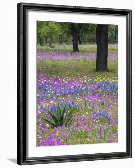 Agave in Field of Texas Blue Bonnets, Phlox and Oak Trees, Devine, Texas, USA-Darrell Gulin-Framed Photographic Print