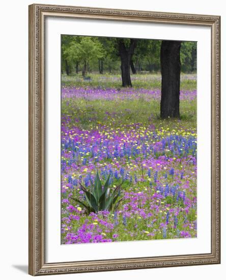 Agave in Field of Texas Blue Bonnets, Phlox and Oak Trees, Devine, Texas, USA-Darrell Gulin-Framed Photographic Print