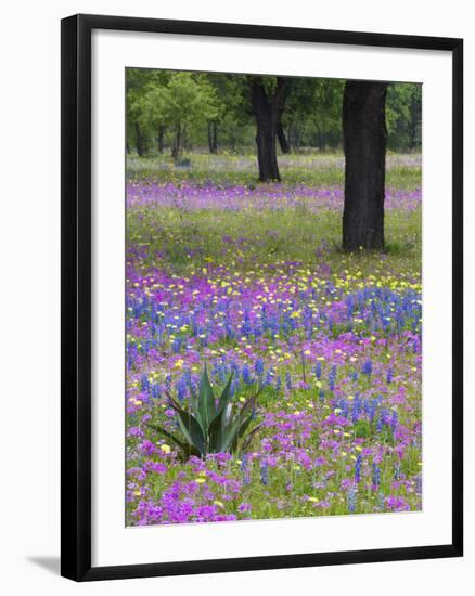 Agave in Field of Texas Blue Bonnets, Phlox and Oak Trees, Devine, Texas, USA-Darrell Gulin-Framed Photographic Print