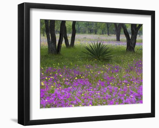 Agave in Field of Texas Blue Bonnets, Phlox and Oak Trees, Devine, Texas, USA-Darrell Gulin-Framed Photographic Print