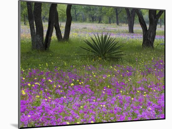 Agave in Field of Texas Blue Bonnets, Phlox and Oak Trees, Devine, Texas, USA-Darrell Gulin-Mounted Photographic Print