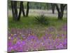 Agave in Field of Texas Blue Bonnets, Phlox and Oak Trees, Devine, Texas, USA-Darrell Gulin-Mounted Photographic Print