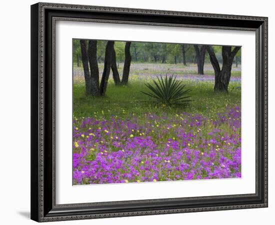 Agave in Field of Texas Blue Bonnets, Phlox and Oak Trees, Devine, Texas, USA-Darrell Gulin-Framed Photographic Print