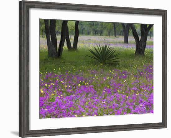 Agave in Field of Texas Blue Bonnets, Phlox and Oak Trees, Devine, Texas, USA-Darrell Gulin-Framed Photographic Print