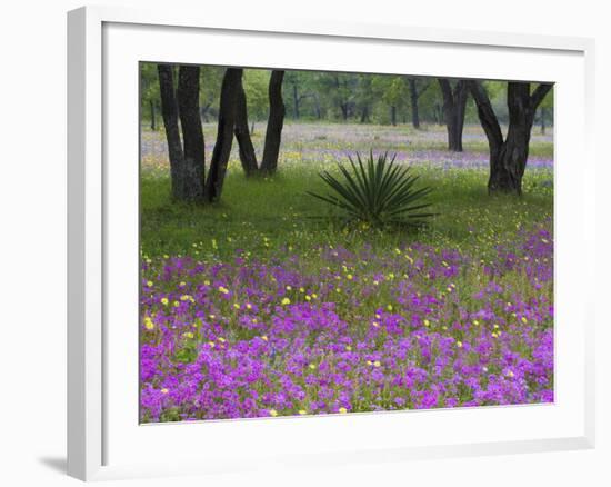 Agave in Field of Texas Blue Bonnets, Phlox and Oak Trees, Devine, Texas, USA-Darrell Gulin-Framed Photographic Print