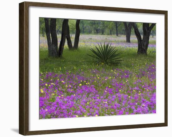 Agave in Field of Texas Blue Bonnets, Phlox and Oak Trees, Devine, Texas, USA-Darrell Gulin-Framed Photographic Print