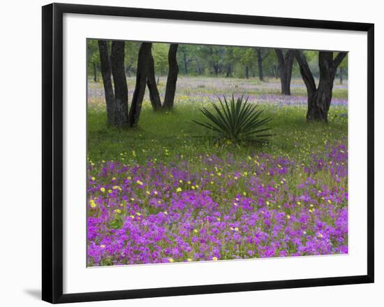 Agave in Field of Texas Blue Bonnets, Phlox and Oak Trees, Devine, Texas, USA-Darrell Gulin-Framed Photographic Print