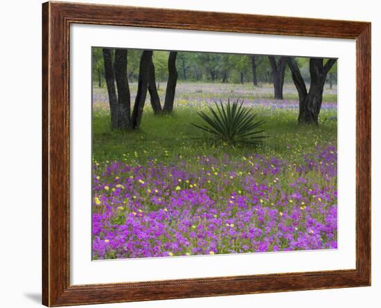 Agave in Field of Texas Blue Bonnets, Phlox and Oak Trees, Devine, Texas, USA-Darrell Gulin-Framed Photographic Print