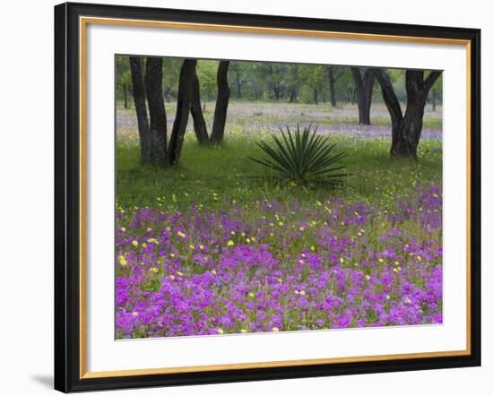 Agave in Field of Texas Blue Bonnets, Phlox and Oak Trees, Devine, Texas, USA-Darrell Gulin-Framed Photographic Print