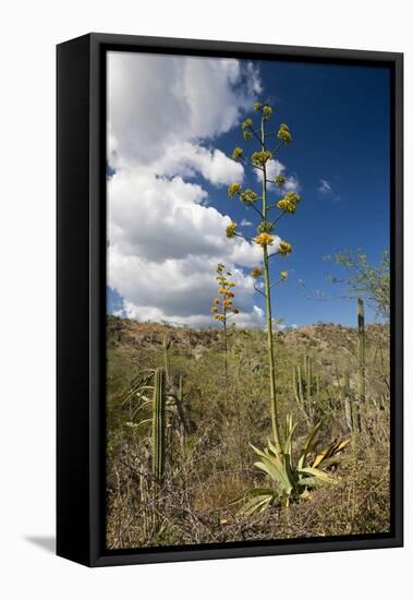 Agave in Flower-Reinhard Dirscherl-Framed Premier Image Canvas