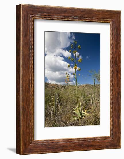 Agave in Flower-Reinhard Dirscherl-Framed Photographic Print