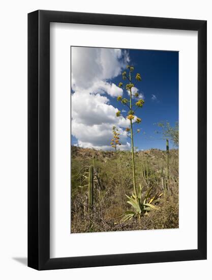 Agave in Flower-Reinhard Dirscherl-Framed Photographic Print