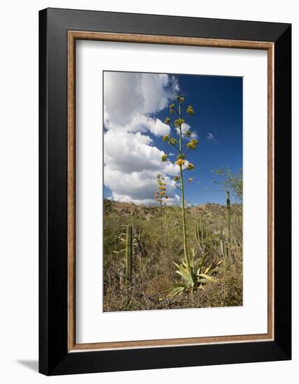 Agave in Flower-Reinhard Dirscherl-Framed Photographic Print