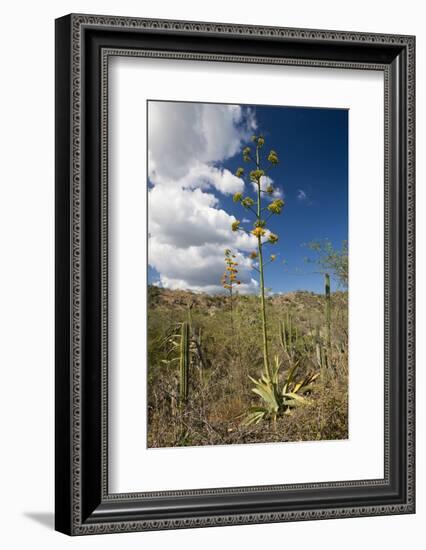 Agave in Flower-Reinhard Dirscherl-Framed Photographic Print
