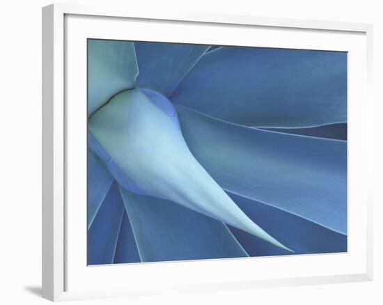 Agave in High Country of Maui, Hawaii, USA-Darrell Gulin-Framed Photographic Print