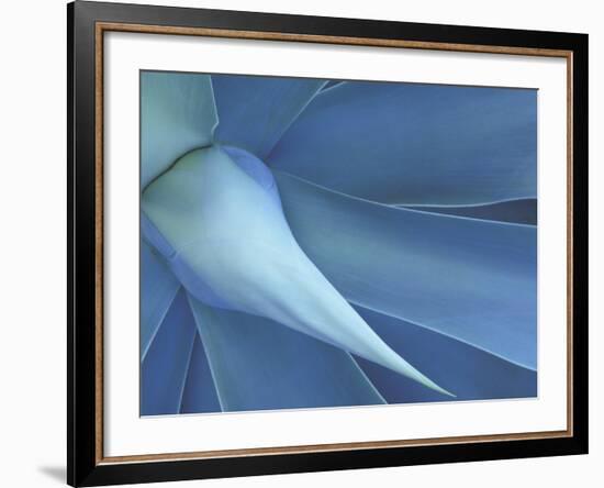 Agave in High Country of Maui, Hawaii, USA-Darrell Gulin-Framed Photographic Print