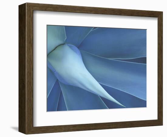 Agave in High Country of Maui, Hawaii, USA-Darrell Gulin-Framed Photographic Print