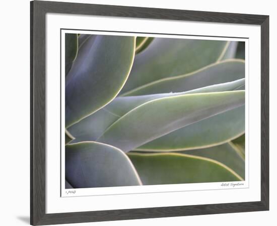 Agave IV-Joy Doherty-Framed Giclee Print