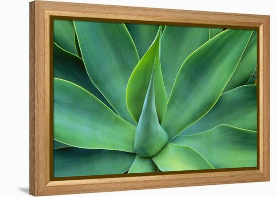 Agave Leaves-null-Framed Premier Image Canvas