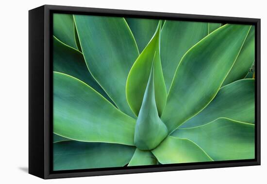 Agave Leaves-null-Framed Premier Image Canvas