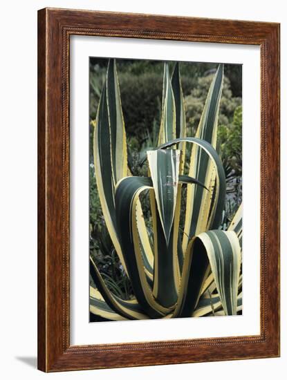 Agave Leaves-Adrian Thomas-Framed Photographic Print