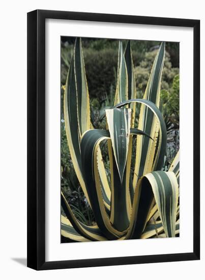 Agave Leaves-Adrian Thomas-Framed Photographic Print