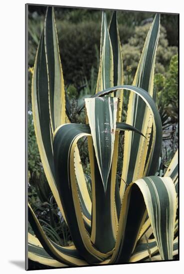Agave Leaves-Adrian Thomas-Mounted Photographic Print