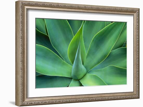 Agave Leaves-null-Framed Photographic Print
