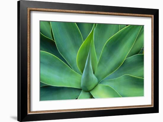 Agave Leaves-null-Framed Photographic Print