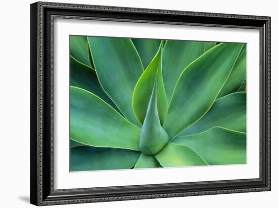 Agave Leaves-null-Framed Photographic Print