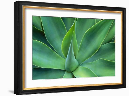 Agave Leaves-null-Framed Photographic Print