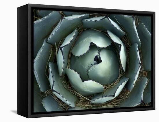 Agave, Northern California, Usa-Paul Colangelo-Framed Premier Image Canvas